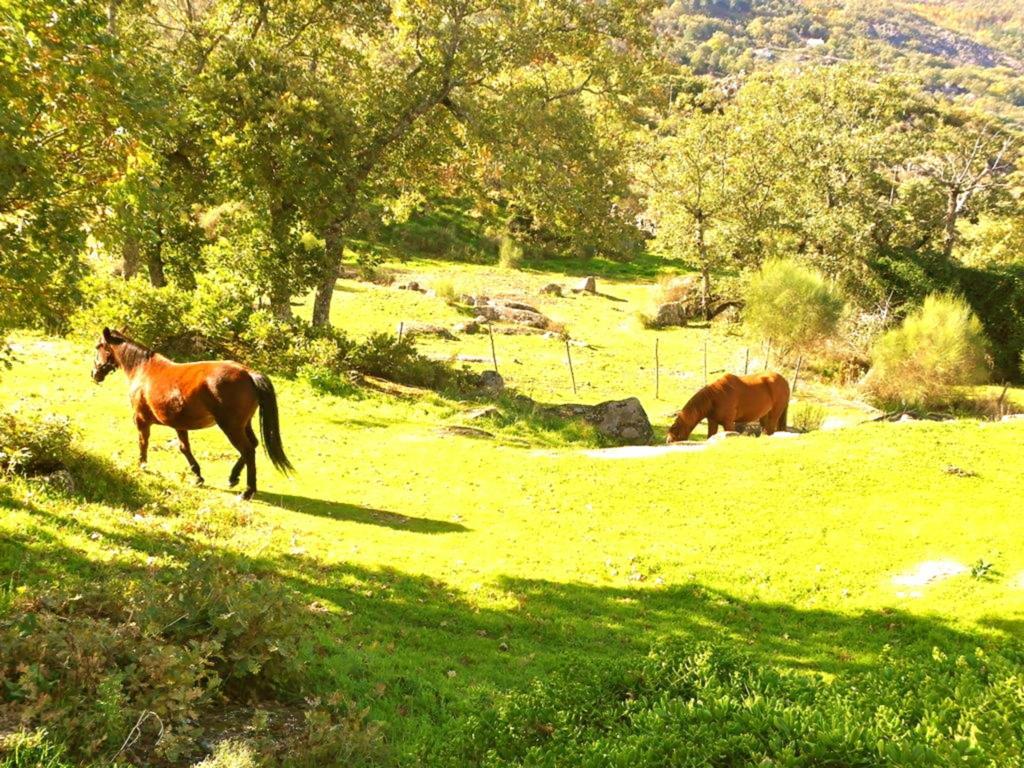 Gasthaus Quinta Do Marvao Zimmer foto